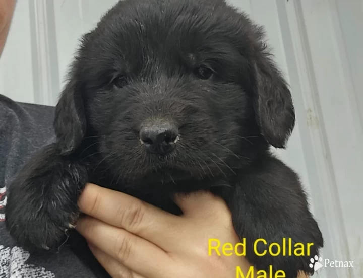 Red Collar Puppies for Sale