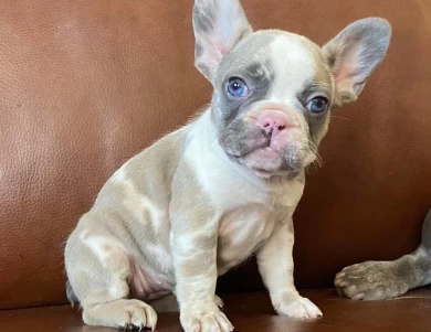 Ms. Love French Bulldog