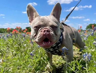 Rosita Bonita French Bulldog