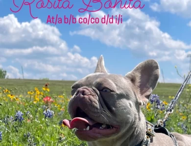 Rosita Bonita French Bulldog