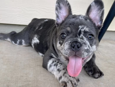 Frank Sinatra French Bulldog