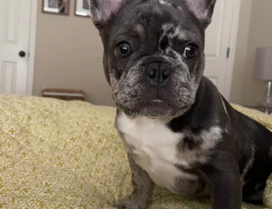 Frank Sinatra French Bulldog