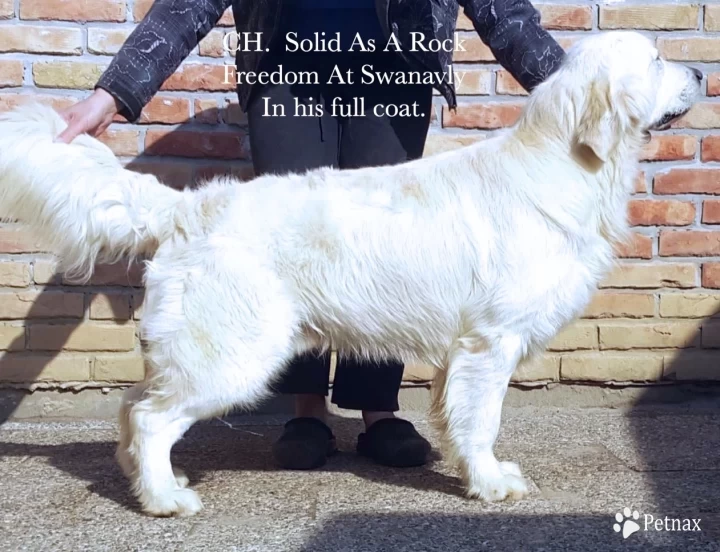 CH. Solid As A Rock Freedom At Swanavly 3xCAC Golden Retriever