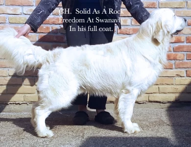 CH. Solid As A Rock Freedom At Swanavly 3xCAC Golden Retriever