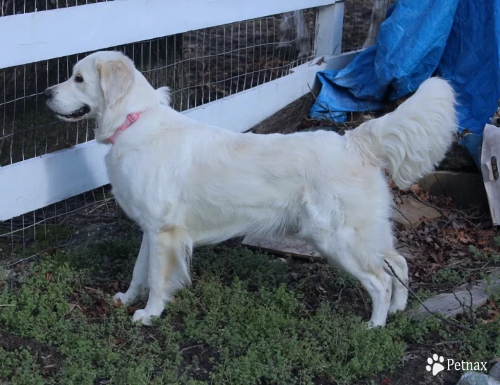 Promise Land's Simply Unmistakable Pearl Golden Retriever