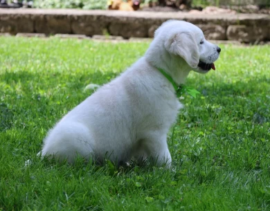 Breeze Puppies for Sale