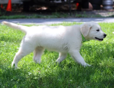 Breeze Puppies for Sale