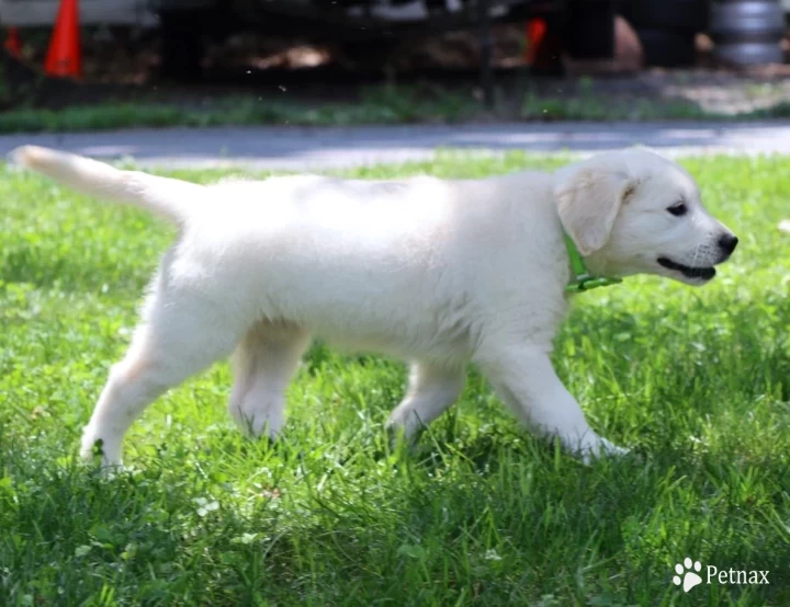 Breeze Puppies for Sale