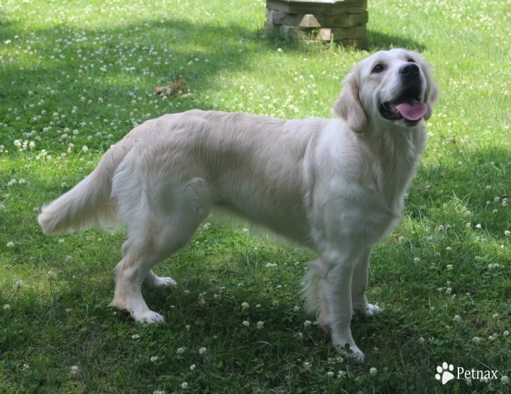 Promise Land's Heart's Desire  Golden Retriever