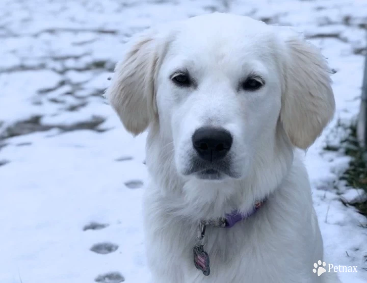 Promise Land's All That Magic Golden Retriever