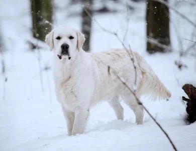 JR CH Ukrainian Tramin Center of the Cyclone  Golden Retriever