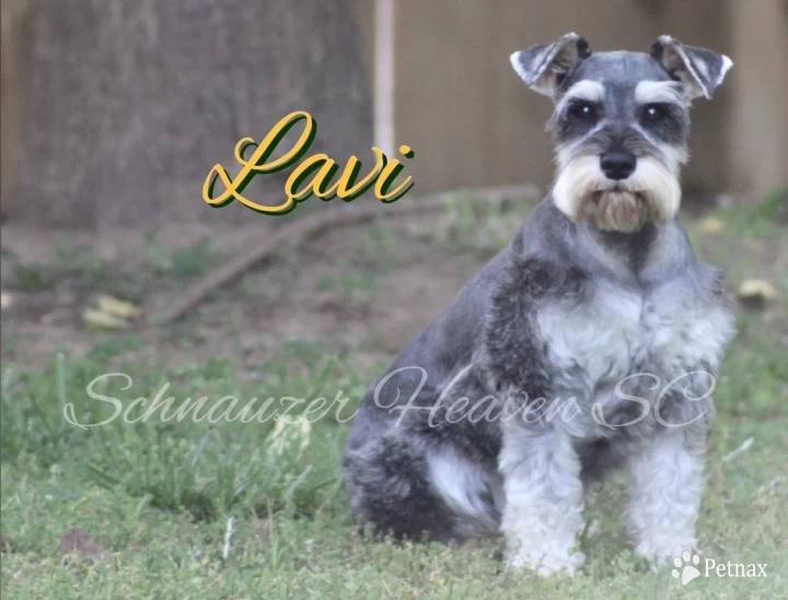 Heaven's Lavi Von Longbach Miniature Schnauzer