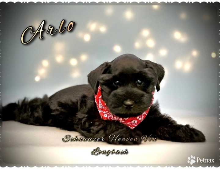 Arlo AKC Miniature Schnauzer