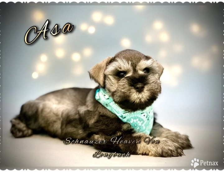 Asa AKC Miniature Schnauzer