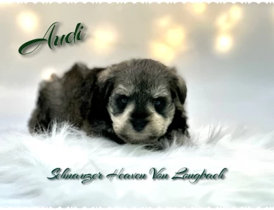 Audi AKC Miniature Schnauzer