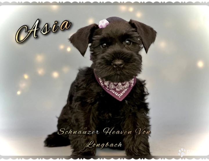 Asia AKC Miniature Schnauzer