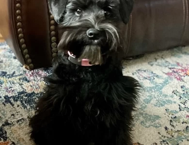 Heaven's Joy Von Longbach Miniature Schnauzer