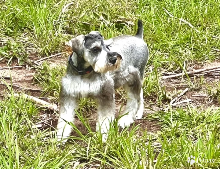 Heaven's Indiana Von Longbach Miniature Schnauzer