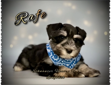 Rafe AKC Miniature Schnauzer