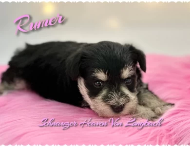 Rumer AKC Miniature Schnauzer