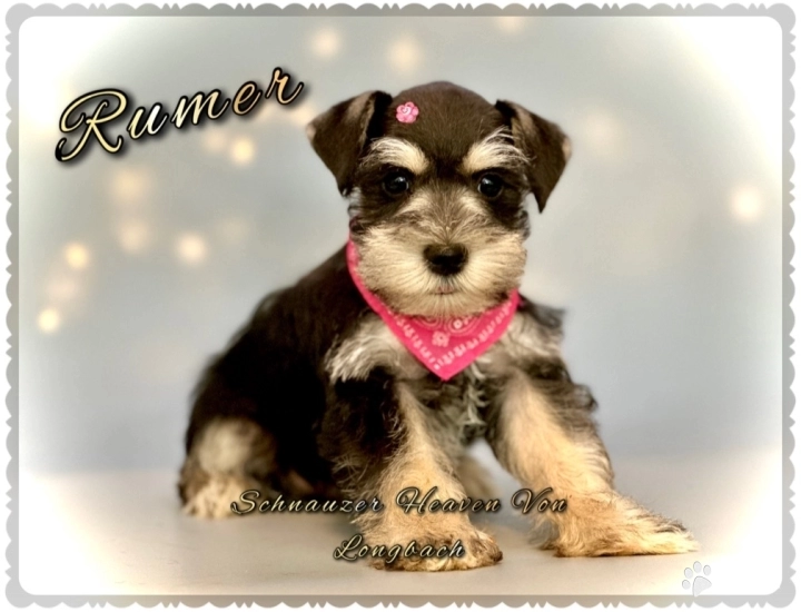 Rumer AKC Miniature Schnauzer