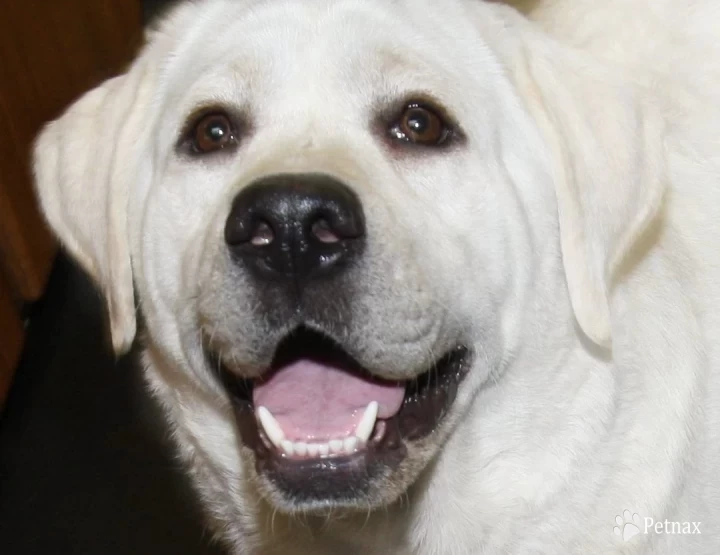 Labs To Love Snow Star  Labrador Retriever