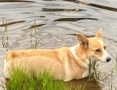 Lola Pembroke Welsh Corgi