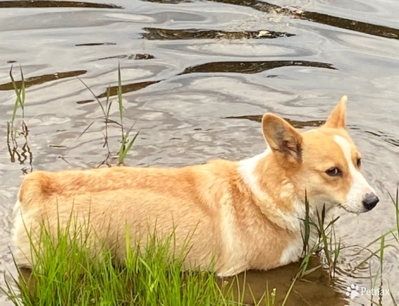 Lola Pembroke Welsh Corgi