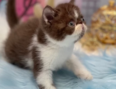 Amadeus Chocolate Bicolor Exotic Shorthair Ki Exotic Shorthair