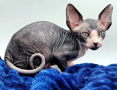 Cucumber Cucumber Sphynx