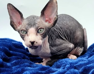 Cucumber Cucumber Sphynx