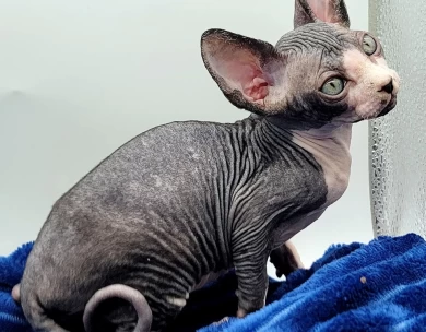 Cucumber Cucumber Sphynx