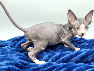 Butternut Butternut Sphynx