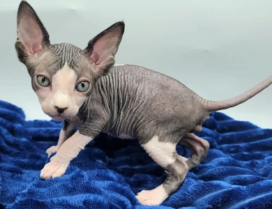 Butternut Butternut Sphynx