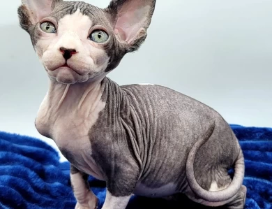 Butternut Butternut Sphynx
