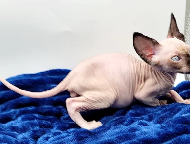Zucchini Zucchini Sphynx