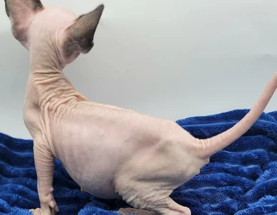 Zucchini Zucchini Sphynx