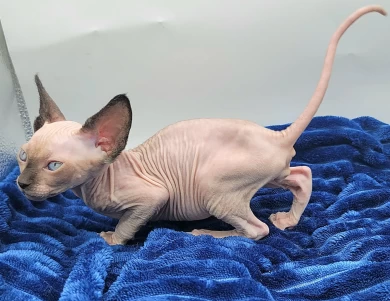 Zucchini Zucchini Sphynx