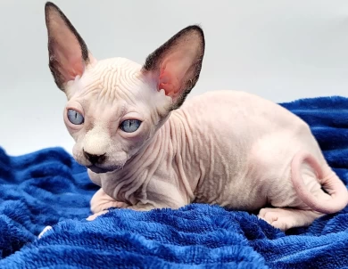 Potato Potato Sphynx
