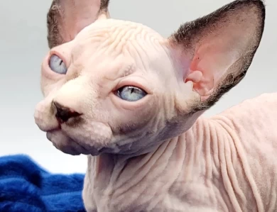 Potato Potato Sphynx