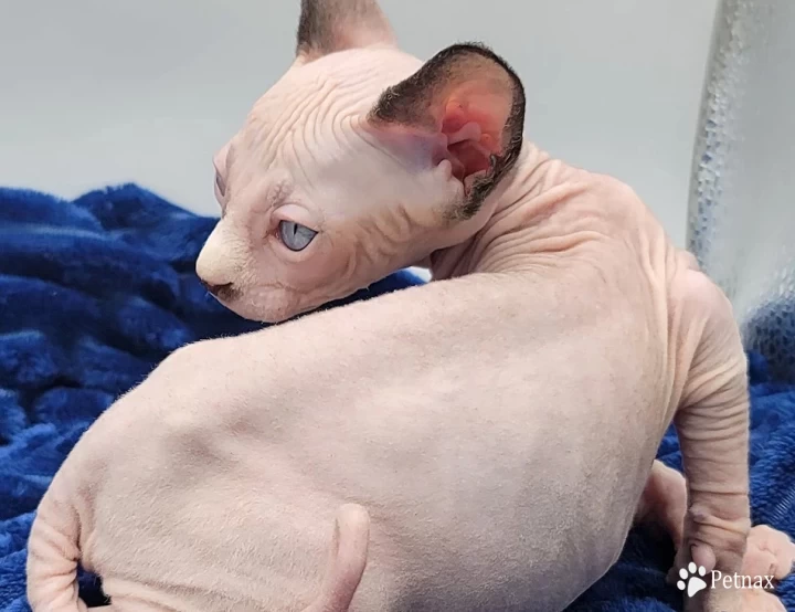 Potato Sphynx
