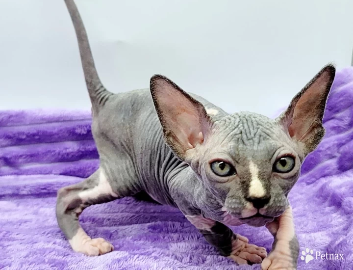 Bistro Sphynx
