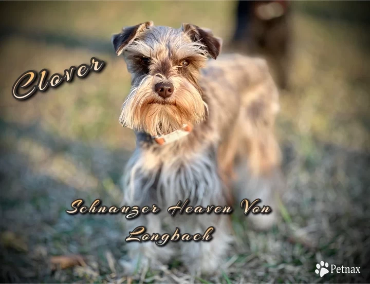 Heaven's Four Leaf Clover Von Longbach Miniature Schnauzer