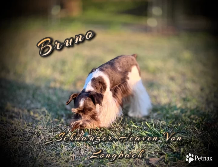 Heaven's Bruno Von Longbach Miniature Schnauzer