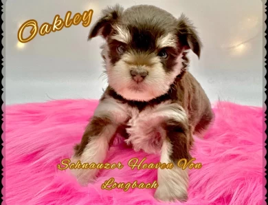 Oakley AKC Miniature Schnauzer