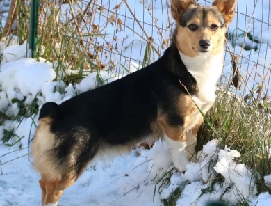 Rosie Pembroke Welsh Corgi