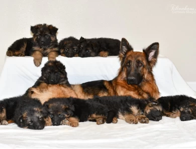 Puppies German Shepherd