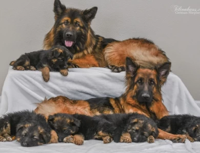 Puppies German Shepherd