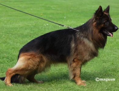 VA Bomba vom Legends Team IGP3, KKL German Shepherd