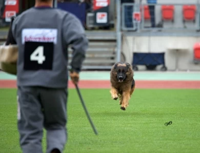 VA Bomba vom Legends Team IGP3, KKL German Shepherd